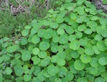 Tropaeolum majus (Garden Nasturtium) - CLICK TO ENLARGE PHOTO